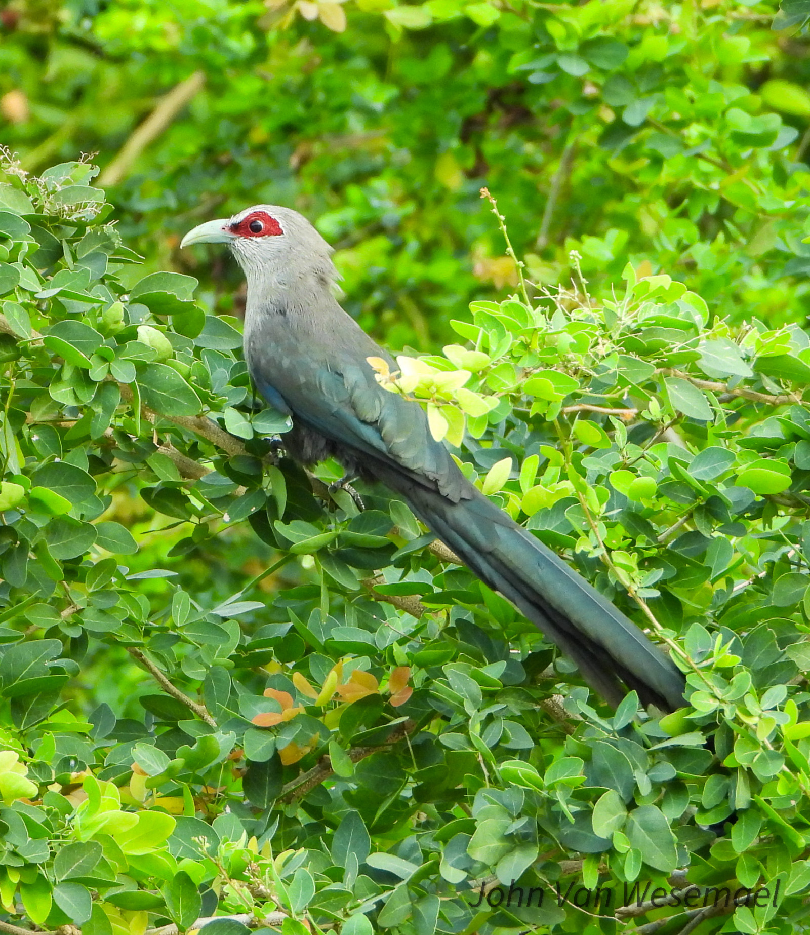 image Green-billed Malkoha